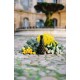 Bouteille isotherme bee 50 cl