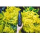 Bouteille isotherme bee 50 cl