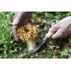 Couteau à champignon Opinel N°8