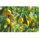 Bois de citronnier pour fumoir